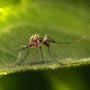 Apa Itu Nyamuk Wolbachia? Diklaim Tekan Penyebaran DBD Tapi Tuai Pro Kontra