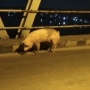 Waduh, Warga Temukan Dua Ekor Babi di Atas Jembatan Kapuas 2 Sungai Raya