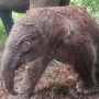 Lisa Melahirkan, Anggota 'Keluarga' Gajah di Taman Nasional Tesso Nilo Bertambah