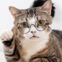 Kenapa Kucing Marah Saat Ada Kucing Baru? Ini Cara Mengatasinya
