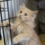 Inilah 5 Akibat Buruk Kucing Sering Dikandangin, Bikin Kucing Stres!