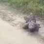Nangis Kondisi Mandi Lumpur, Bocah Ini Ngaku Dicekoki Temannya Arak Madu