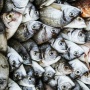 Sering Dianggap Sampah, Berikut 3 Manfaat dari Sisik Ikan