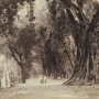 Publik Soroti Foto Jalan di Pasuruan Tahun 1890-an: Zaman Dulu Pasti Sejuk Banget