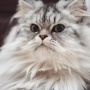 4 Tips Rawat Kucing Persia agar Sehat, Salah Satunya Rutin Menyisir Bulunya