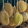 Seringkali Dianggap Sampah, Berikut 3 Manfaat Tersembunyi dari Kulit Durian