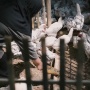 Kisah Inspiratif Perempuan Muda Beternak Ayam di Desa, Baru 27 Tahun Omzetnya Rp40 Juta Perbulan!