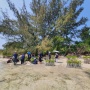 Kolaborasi dengan Mahasiswa IPB, BRI Tanam Bibit Mangrove di Pulau Tidung