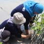 BRI Tanam Bibit Mangrove di Pulau Tidung