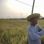 Kementan Pastikan Program Food Estate Beri Dampak Positif bagi Pertanian