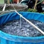 Lurah Loa Ipuh Dukung Program Karang Taruna Budi Daya Ikan Kolam Terpal