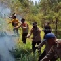 16 Hektar Hutan di Gunung Lawu Terbakar, Petugas Berjibaku Memadamkan Api