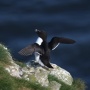 8 Fakta Menarik Burung Great Auk, Kembaran Pinguin Namun Sudah Punah