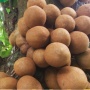 Mitos dan Fakta Konsumsi Buah Kepel yang Bisa Meningkatkan Libido, Percaya?