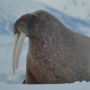 8 Fakta Menarik Walrus, Mamalia Laut yang Memiliki Gading