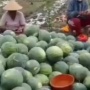 Viral Petani Injak-injak Semangka Gegara Kesal Harga Anjlok, Diduga Terjadi di Gresik