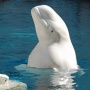 CEK FAKTA: Video Viral Paus Beluga Terdampar di Rusia Sudah Beredar