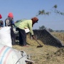 Tanda Panen Mulai Terlihat, Stok Beras Bakal Banjiri Pasar-pasar