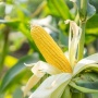 Begini Cara East West Seed Indonesia Genjot Produksi Jagung