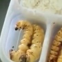 Viral Bekal Ulat Sagu Bocah SD, Apa Rasanya? Ini Bahaya dan Manfaat Memakan Larva Kumbang