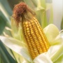 Ini 5 Alasan Sebaiknya Jangan Langsung Membuang Rambut Jagung