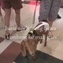 Viral Dua Ekor Kambing Diajak Ngemall di Surabaya, Warganet: Apa Gak Bau?