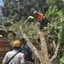 Kota Batu Diterjang Angin Kencang, Sejumlah Pohon Tumbang Menimpa Rumah dan Warung