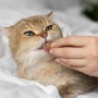 8 Arti Mimpi Digigit Kucing Peliharaan, Lagi Merasa Terancam?