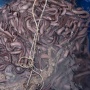 3 Fakta Unik dari Hagfish, Salah Satunya Tidak Memiliki Tulang Belakang