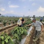 Apa Itu Sistem Pagar? Cara Petani Kopi Lampung Barat Tingkatkan Produksi