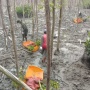 Menjaga Hutan Mangrove Pesisir Lampung Timur, Kolaborasi Melawan Abrasi