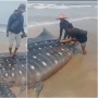 Hiu Tutul Terdampar di Pantai Kampis Pandeglang, Publik Protes Kelakuan Warga Sekitar