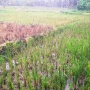 Hama Tikus Serang Puluhan Hektare Sawah di Mandailing Natal, Petani Menjerit
