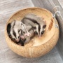 Selain Buah-buahan, Berikut 3 Makanan Alami yang Baik untuk Sugar Glider