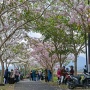 Bak di Jepang, Indahnya Bunga Tabebuya Bermekaran di Magelang