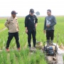 Kementan Upayakan Lahan Rawa di OKI Sumsel Bisa Panen 3 Kali Setahun