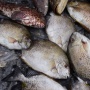 3 Manfaat Mengonsumsi Ikan Baronang, Salah Satunya Dapat Mencegah Migrain