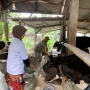 Sulap Feses Ternak Jadi Biogas, Inovasi GMP Diharapkan Bisa Mendulang Cuan Bagi Warga