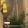 Pengen Tahu Kenapa Pohon Palem Indoor selalu Ada di Sudut Bioskop? Berikut Penjelasannya