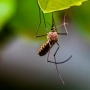 Serba-serbi Nyamuk Wolbachia yang Bakal Disebar di Denpasar, Solusi Atasi DBD