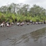 Jaga Lingkungan, OMG Sumbar Bersama Masyarakat Tanam Ratusan Bibit Mangrove di Pantai Penyu