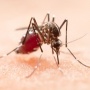 Ahli Ungkap Nyamuk Ber-Wolbachia Terbukti Turunkan Insiden Dengue 77 Persen, Bahaya Nggak Buat Lingkungan?