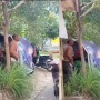 Viral Becak Goyang di Medan, Ternyata Dua Bapak-bapak Asyik Berhubungan Sesama Jenis