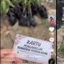Beda dengan yang Lain, Kamu Bisa Contoh Souvernir Pernikahan dari Pasangan Pengantin Ini