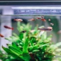 Ingin Memelihara Ikan? Berikut 3 Tips agar Ikanmu Tidak Mudah Stres