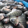 Tak Kalah dari Hiu, Ini 11 Ikan Lokal Tinggi Protein yang Bagus untuk Anak-Anak