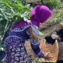 Istri Ganjar Ikut Panen Bawang di Bantul, Siti Atikoh Para Petani Bisa Rasakan Keuntungan Lebih