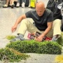 Random Abis, Turis Bule Ini Bersihkan Oleh-Oleh Kangkung dari Vietnam di Bandara