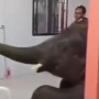 Momen Haru Seekor Gajah Jenguk Tuannya yang Sakit, Menggugah Hati
