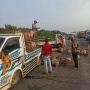 Bergeletakan di Tol Jagorawi, Beberapa Ekor Babi Mati Gegara Sopir Truk Ngantuk!
